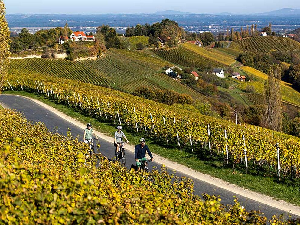 3 Radfahrer auf einer schmalen Straße, links und rechts gesäumt von Weinreben im goldenen Herbstlicht