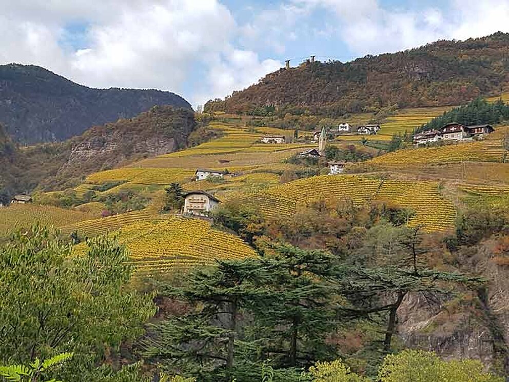 Blick auf die Weinberge in Bozen