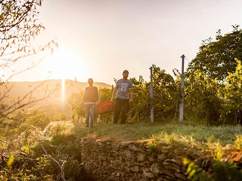 Weinlese in der Wachau
