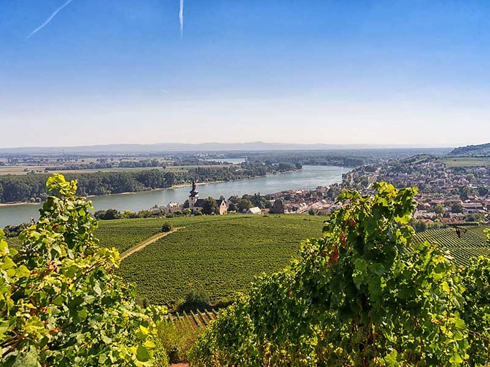 Blick auf Nierstein am Rhein. Im Vordergrund Weingärten und Felder