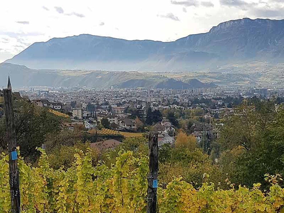 Weinberg mit Blick auf die Stadt Bozen