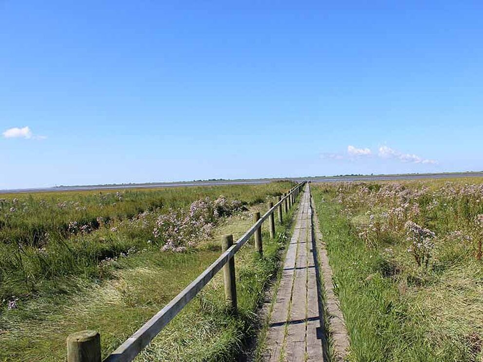 Blick auf das Watt in Schobüll an der Nordsee nähe Husum