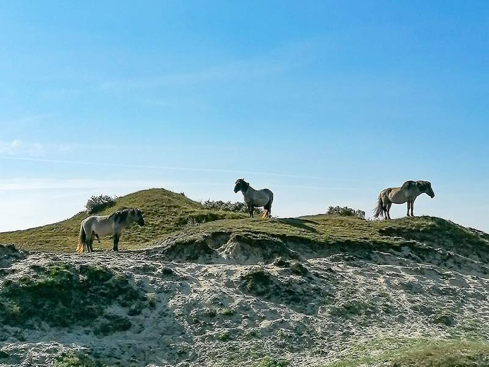Wildpferde in den Dünen