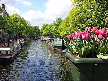 Tulpen in Holland