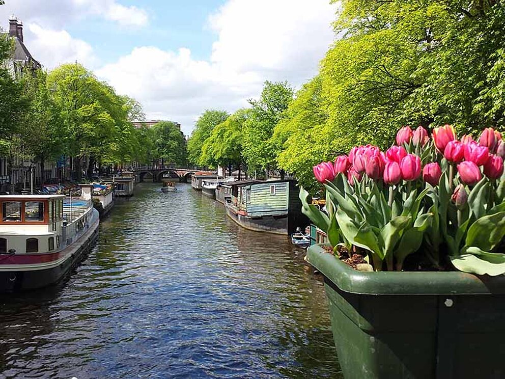 Tulpen in Holland