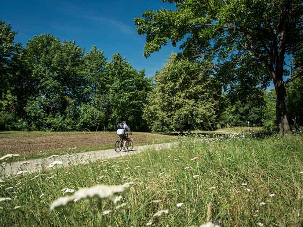 Ein Radfahrer radelt vorbei an blühenden Wiesen auf einen Wald zu.