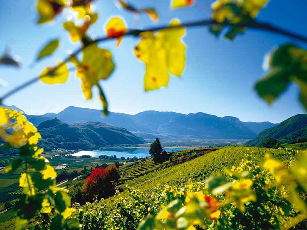Weinberge mit dem Kalterer See in Südtirol