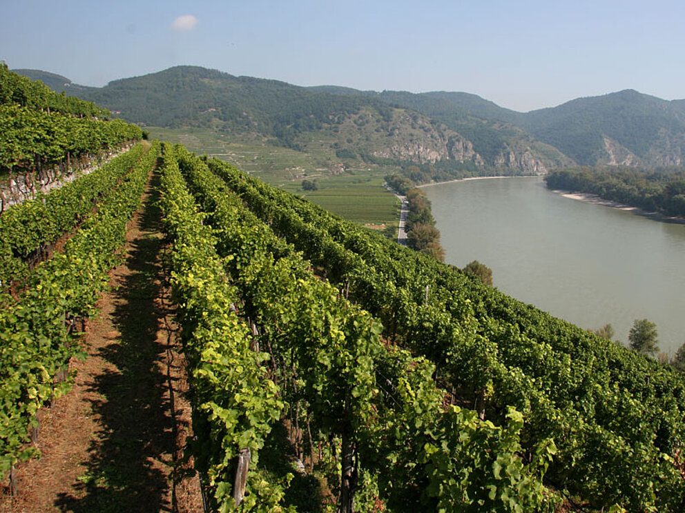 Weinberg in der Wachau an der Donau