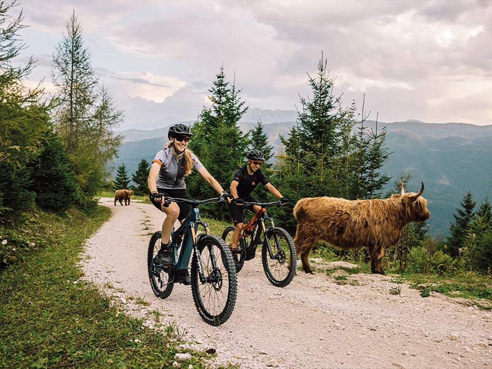 2 Biker auf E-Mountainbikes fahren vorbei an Hochlandrindern auf einem Schotterweg.