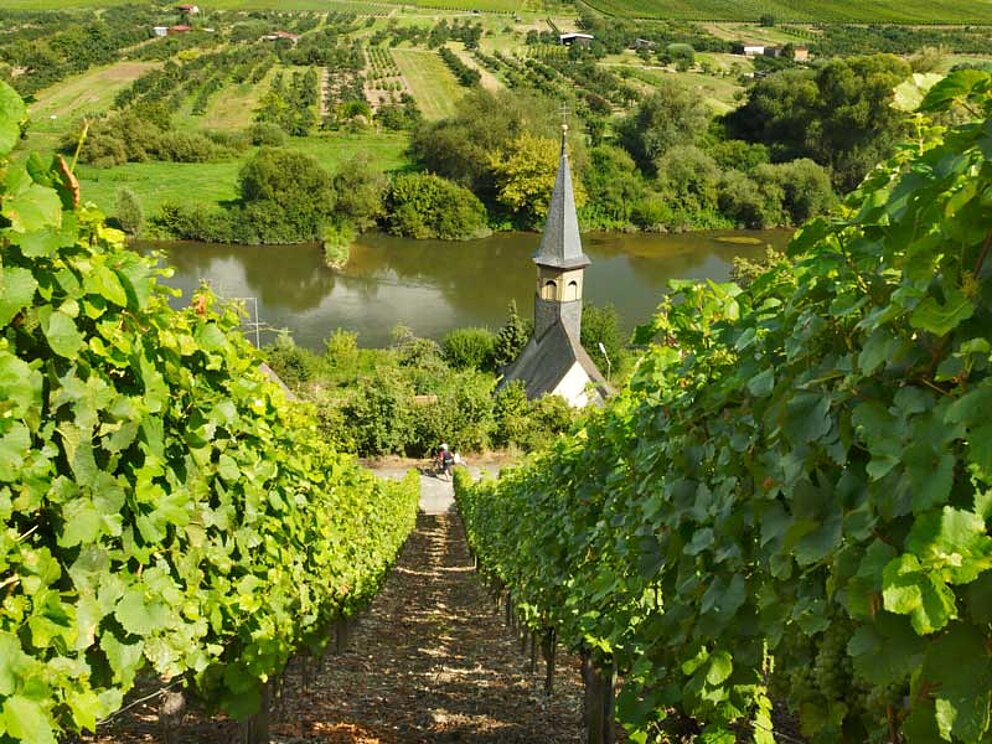 Weinberge am Main