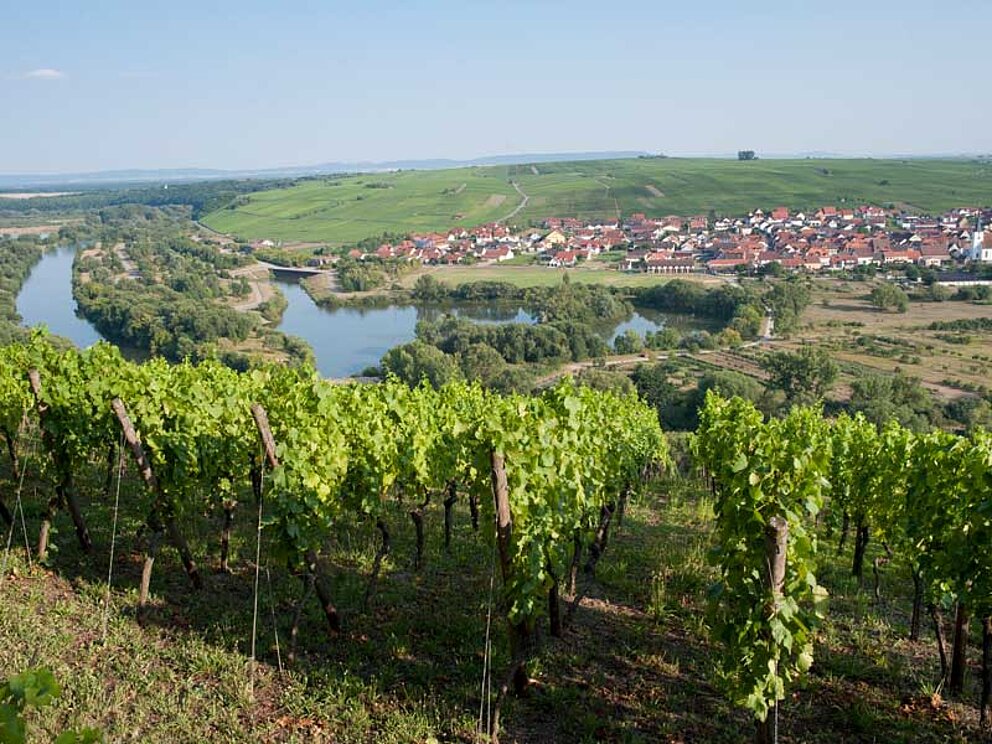 Landschaft mit Weinbergen und Main