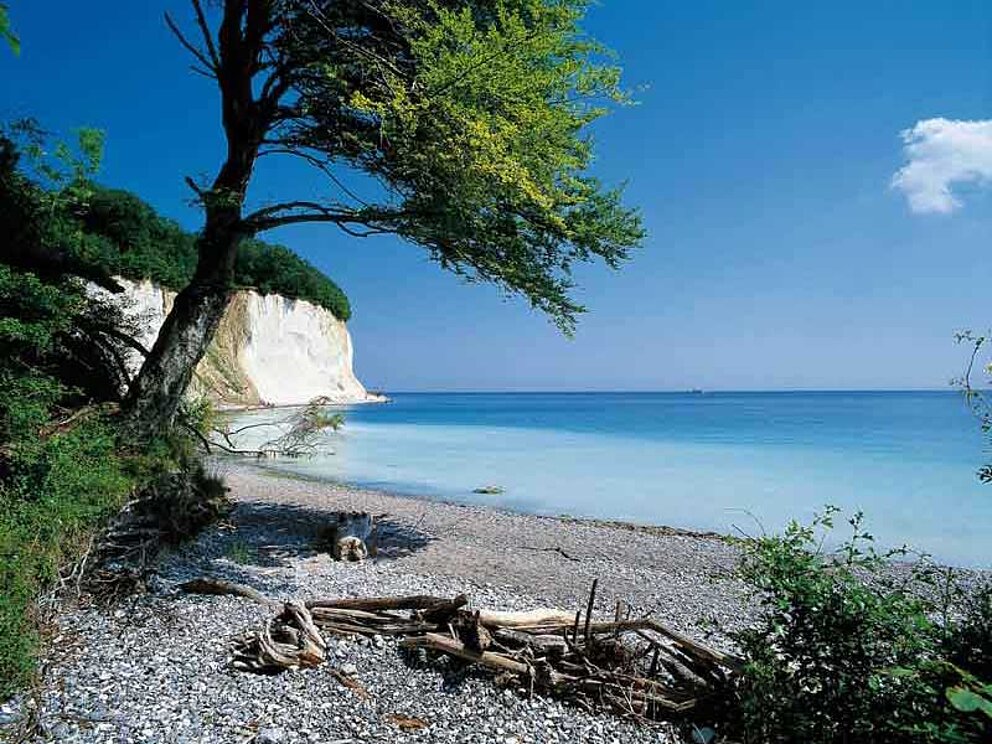 Bewachsener Steinstrand auf Rügen, im Hintergrund ein Kreidefelsen