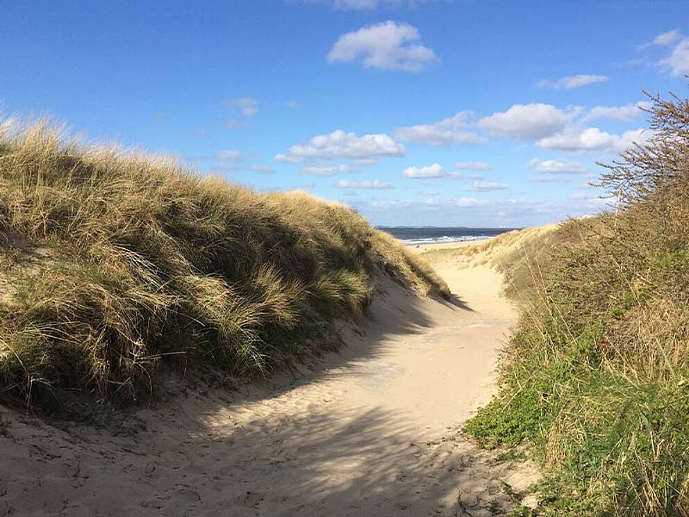 ein Sandweg zum Strand umgeben von Gebüsch