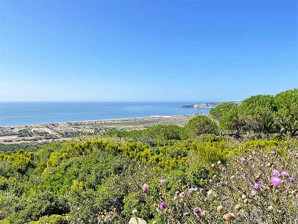 Blick au die Küste, im Vordergrund blühende Büsche