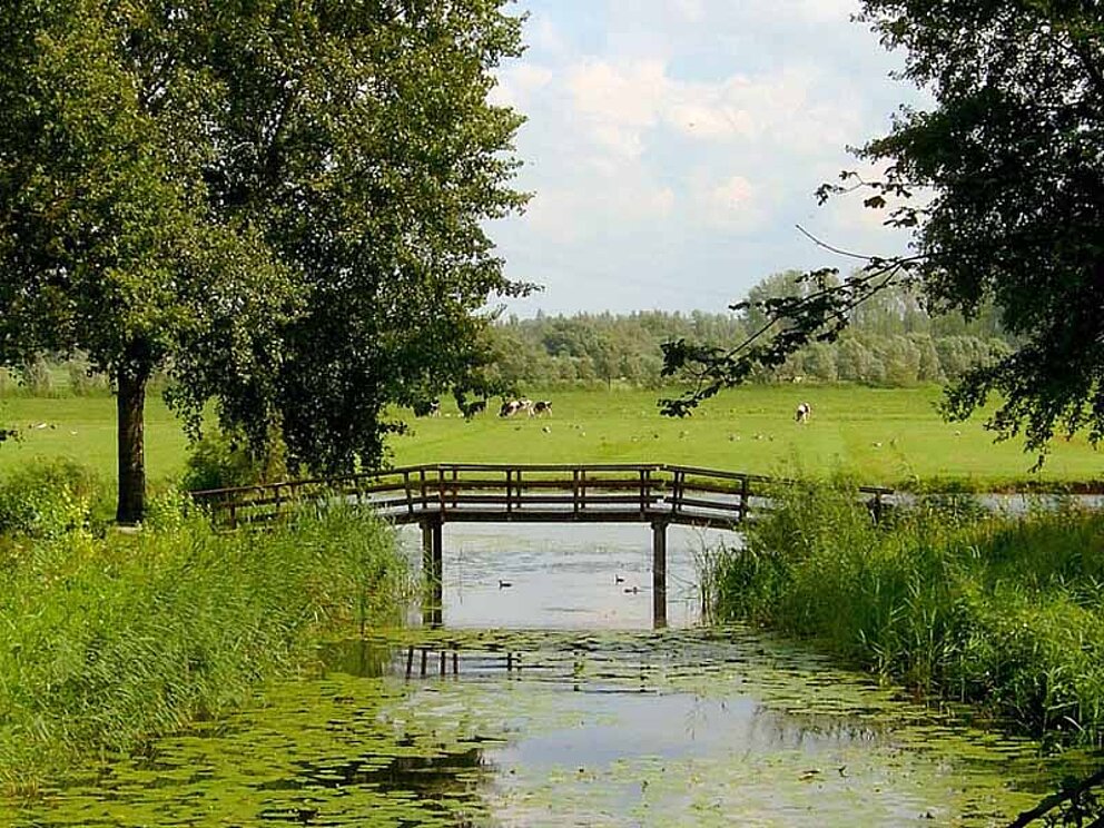 holländische Landschaft mit Flüsschen und Brückchen, saftige Wiesen und Bäume.