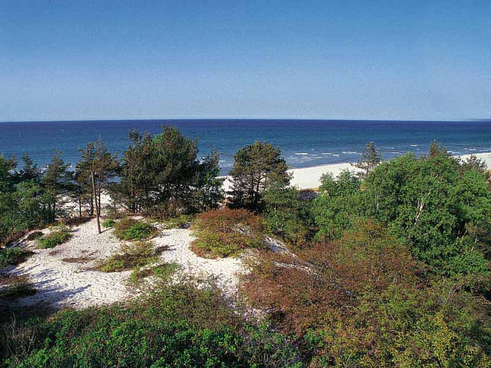 die Dünen mit Sträuchern und der Sandstrand auf Rügen