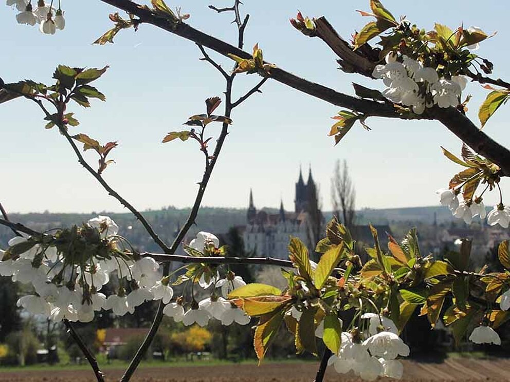 Blick auf die Stadt Meißen an der Elbe