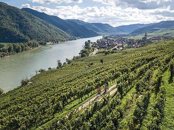 3 Radfahrer am Radweg zwischen Weingärten, im Hintergrund die Donau