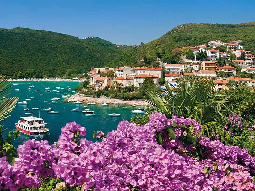 Blick auf den Ort Rabac, im Vordergrund herrliche blühende mediterrane Sträucher