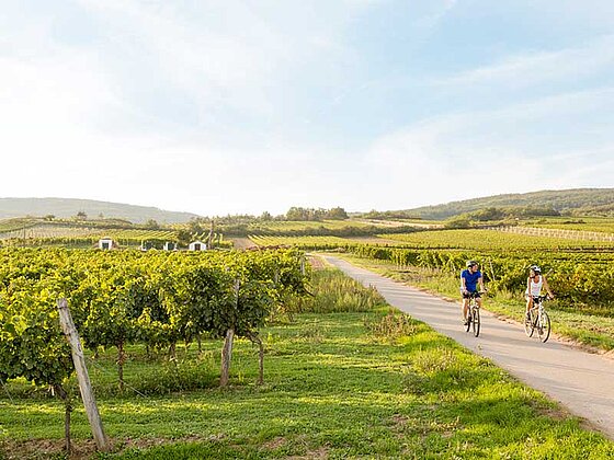 2 Radfahrer auf einem flachen Radweg, der von Weingärten umgeben ist.