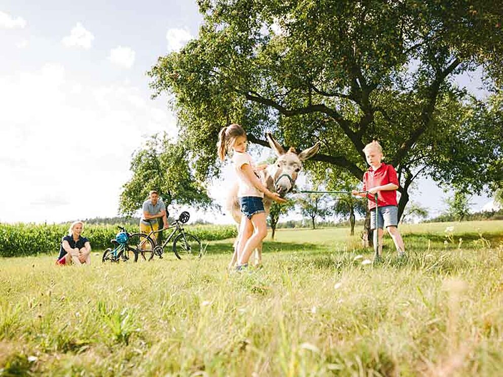 Kinder spielen auf einer Wiese mit einem Esel