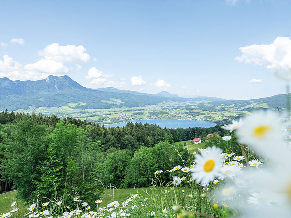 Blick auf den Mondsee, im Vordergrund eine herrlich blühende Blumenwiese