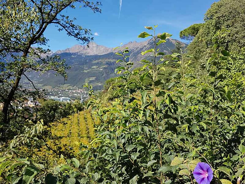 toller Blick auf die Weinberge in Meran in Südtirol
