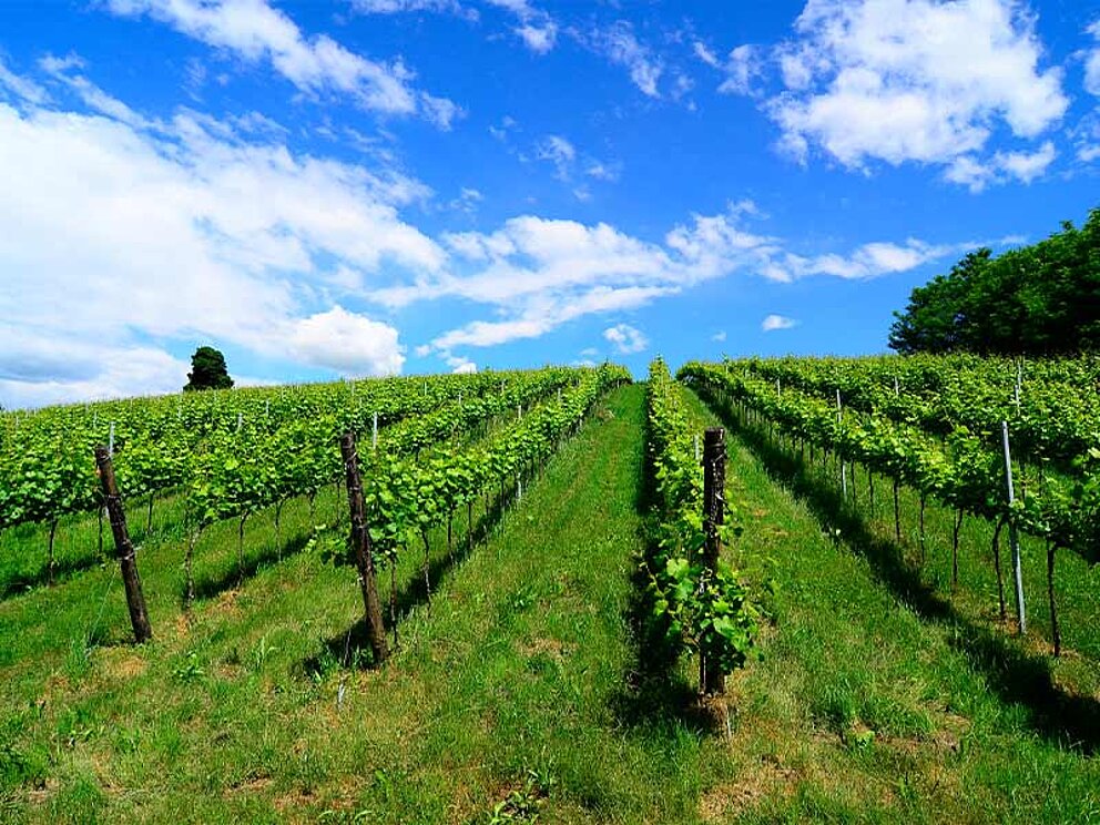 Weinberg mit blauem Himmel