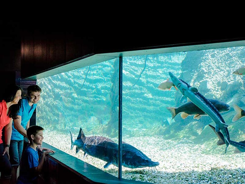 Familie vor dem Großaquarium im Wassererlebnis in Engelhartszell