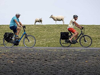 2 Radfahrer fahren an 2 Schafen vorbei