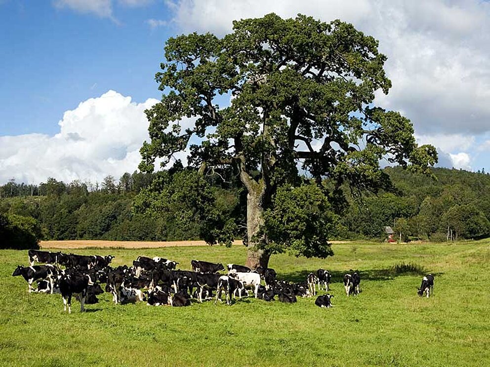 Milchkühe grasen auf einer Wiese rund um einen mächtigen Laubbaum