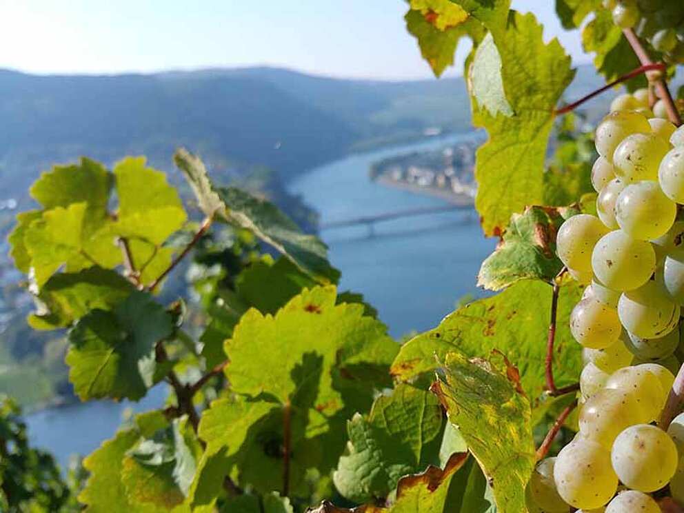 Blick auf Mosel mit Weintraube im Vordergrund