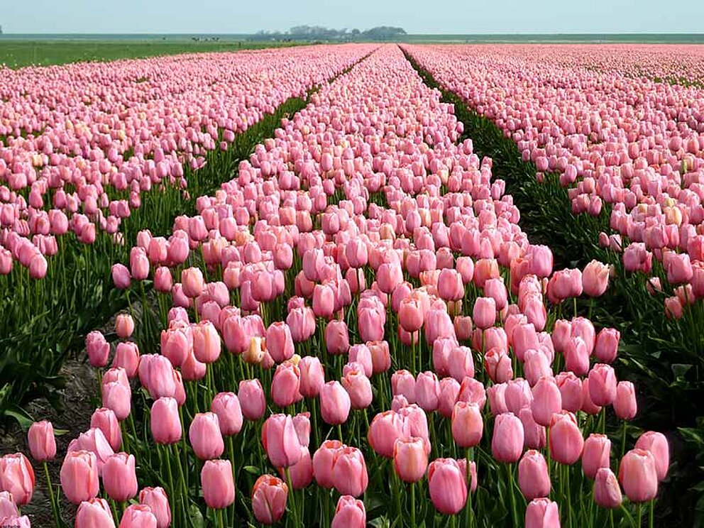 blühende Tulpen