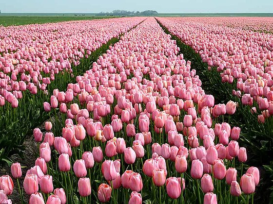 blühende Tulpen