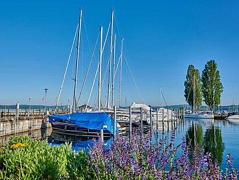 Segelboote in einem Hafen am Bodensee