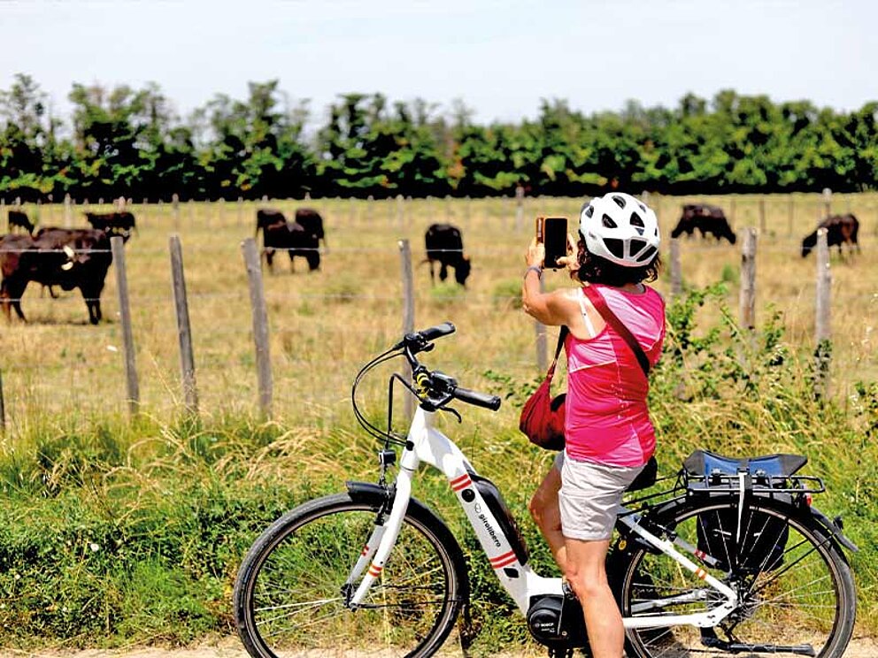 eine Radfahrerin macht ein Foto von Tieren im Hintergrund