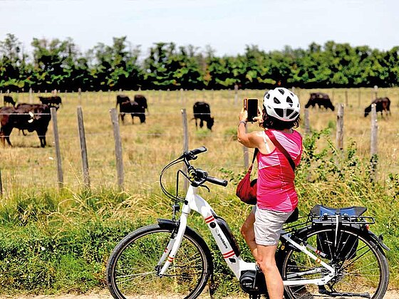 eine Radfahrerin macht ein Foto von Tieren im Hintergrund