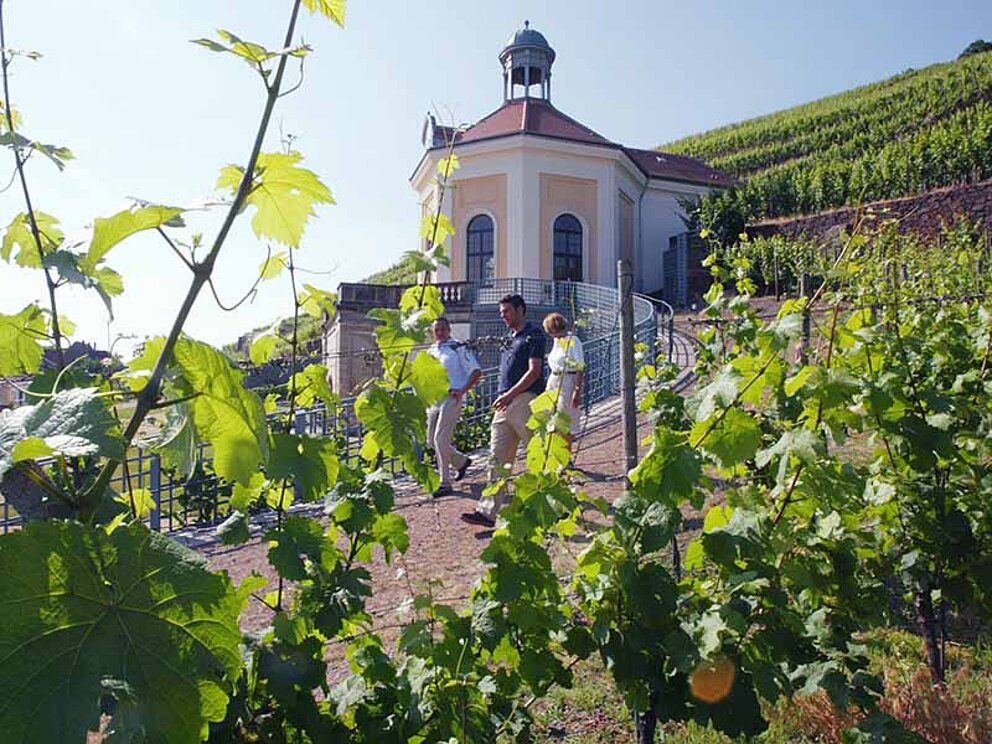 Barockschloss Wackerbarth mit Weinbergen an der Elbe
