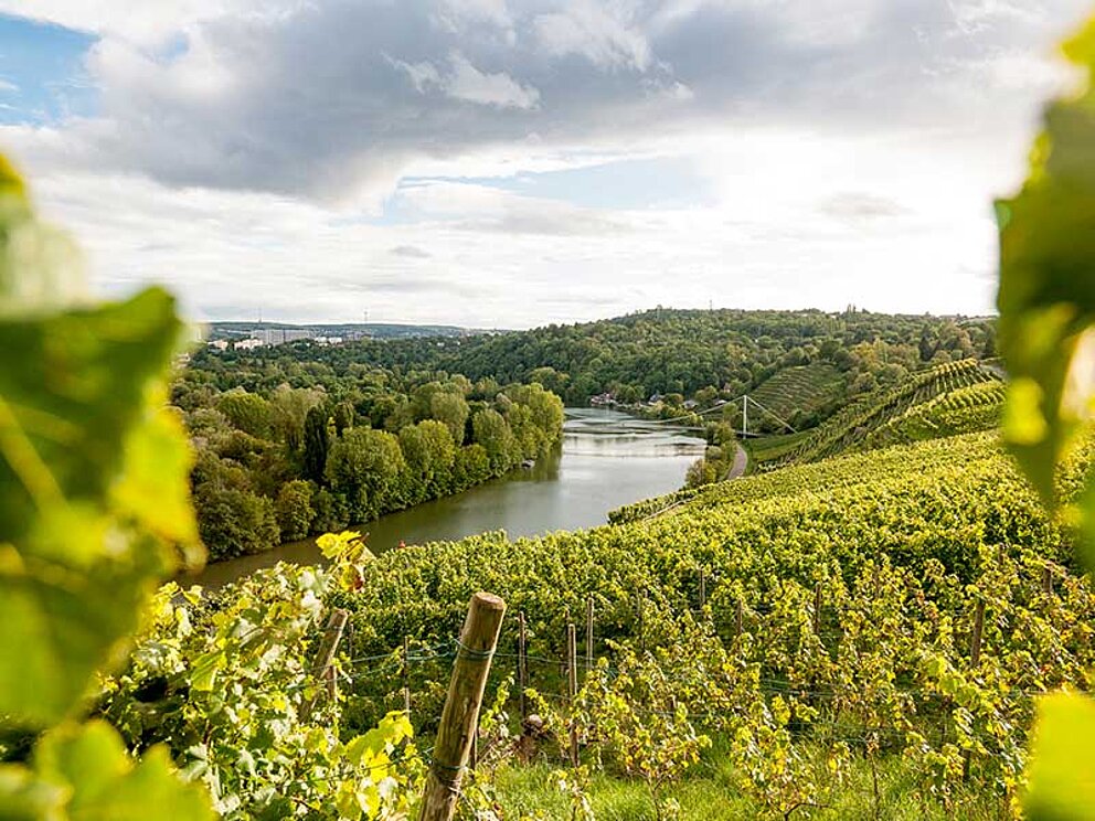 Das linke und rechte Flussufer des Neckars ist von Weinbergen gesäumt