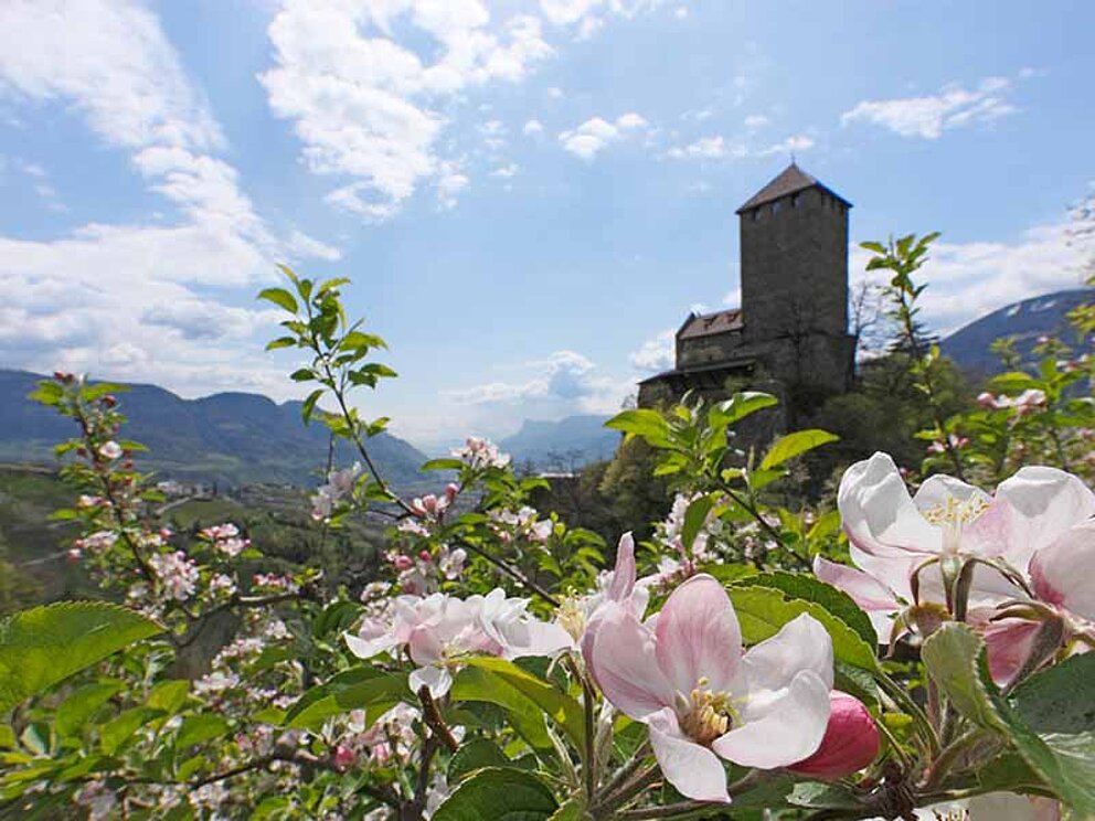 Schloss in Meran mit rosaroten Blüten