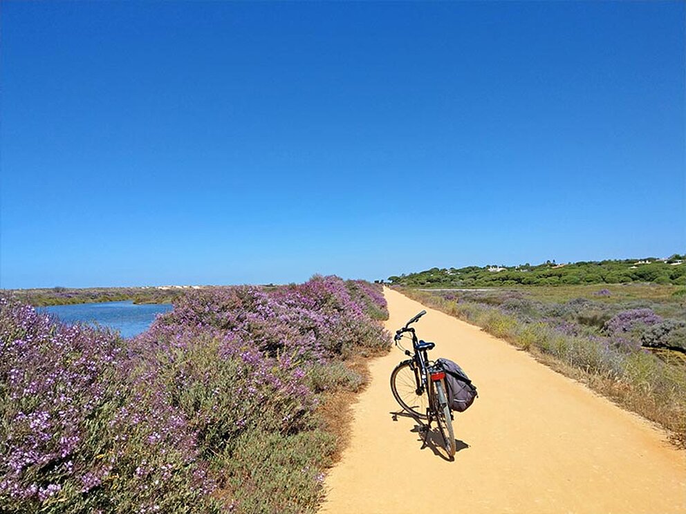 ein Fahrrad steht auf einem sandigen Radweg, umgeben von Wiesen und blühenden Sträuchern