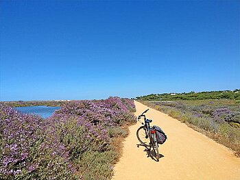 ein Fahrrad steht auf einem sandigen Radweg, umgeben von Wiesen und blühenden Sträuchern