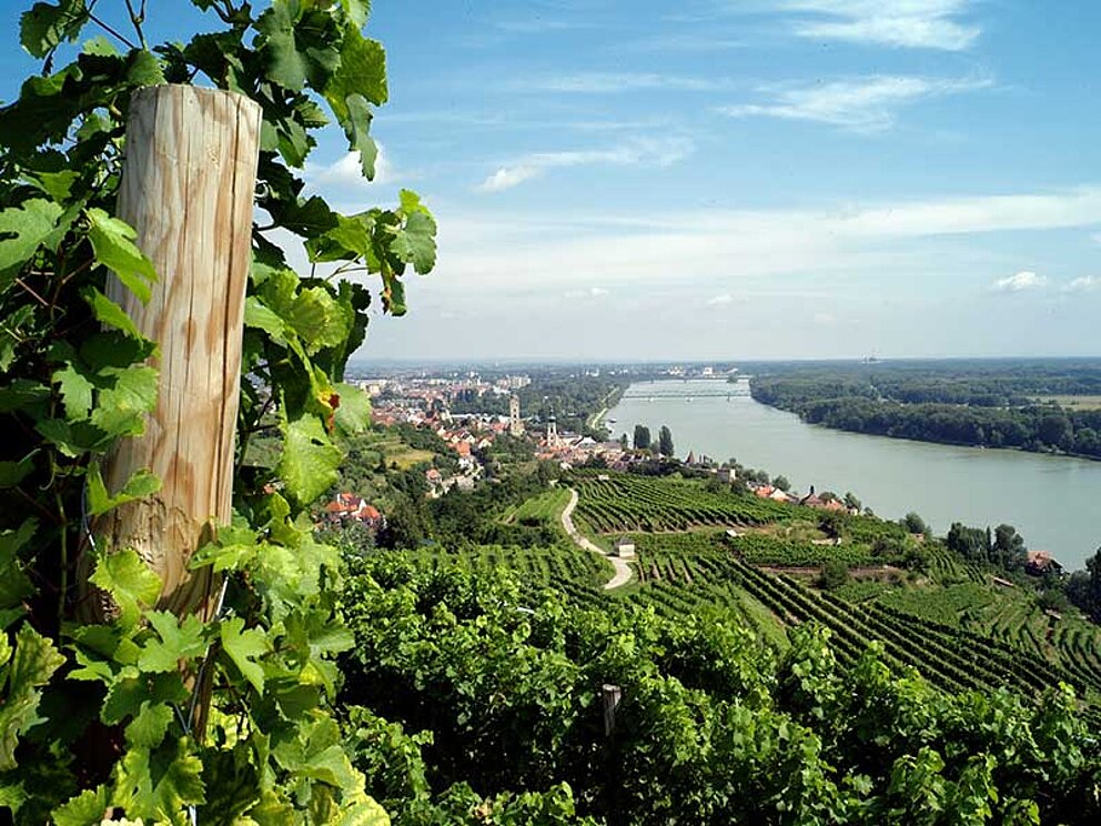 Blick in die Weinberge der Wachau bei Krems