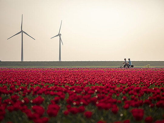 2 Radfahrer auf einem Radweg, der durch ein Feld mit blühenden Tulpen führt. Im Hintergrund 2 Windräder