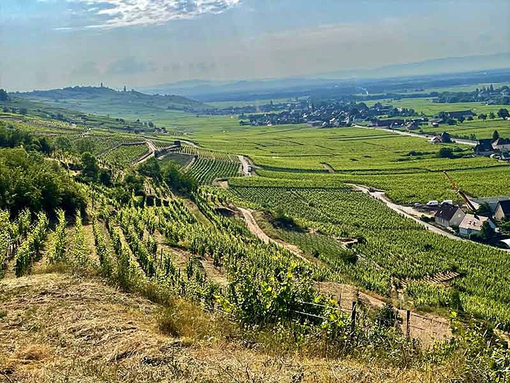 Blick über die Weinberge