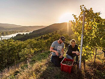Weinlese in der Wachau