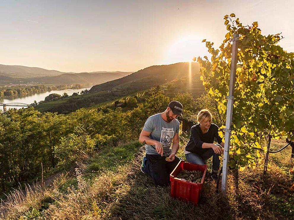 Weinlese in der Wachau