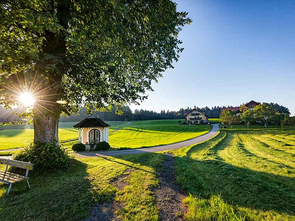Gschirnlinde in Eugendorf im Salzkammergut