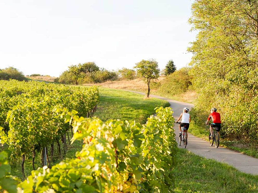 2 Radfahrer radeln auf eine sanfte Anhöhe. Der Weg ist von Weinreben gesäumt.