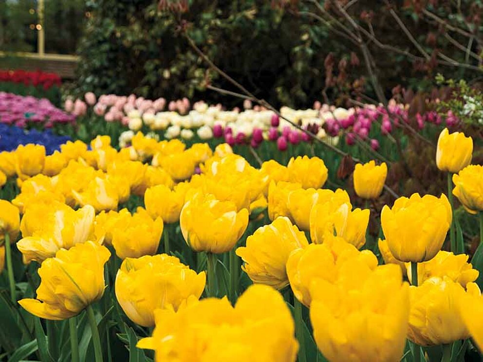 Gelbe und andersfärbige Tulpen am Keukenhof in den Niederlanden
